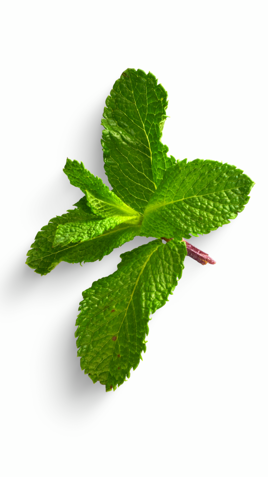 Therapy Balm: Mint Medley Therapy Balm