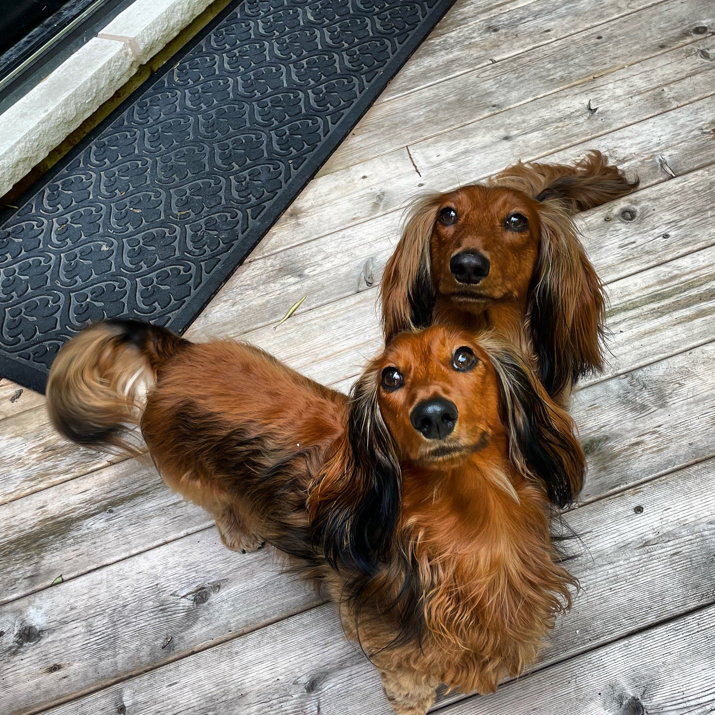 Woof only: Frankie ‘n Beans Doggie - Lightly Scented Healing Doggie Paw Balm